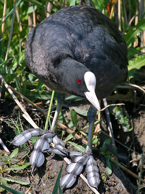 Eurasian Coot