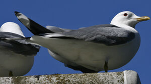 Mew Gull 
&copy; Jean-Pierre Trouillas