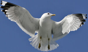 Mew Gull 
&copy; Jean-Pierre Trouillas