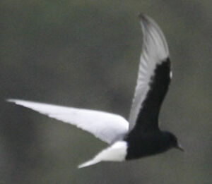 Guifette leucopt�re 
&copy; Jean-Pierre Trouillas