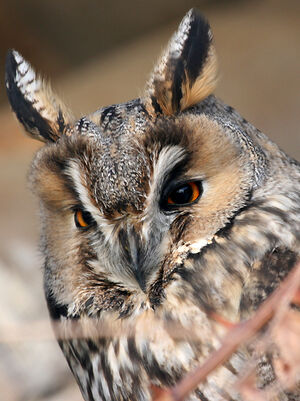 Long-eared Owl