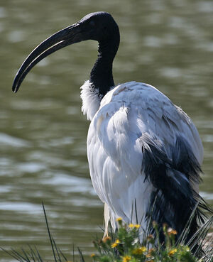 Ibis sacr� 
&copy; Jean-Pierre Trouillas