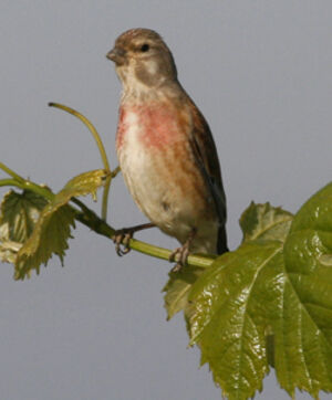 Common Linnet 
&copy; Jean-Pierre Trouillas