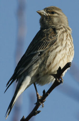 Common Linnet 
&copy; Jean-Pierre Trouillas