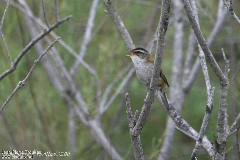 Moustached Warbler male adult, song