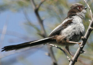 Long-tailed Tit 
&copy; Jean-Pierre Trouillas