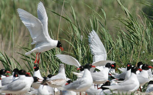 Mouette m�lanoc�phale