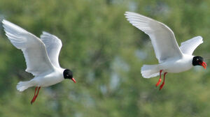 Mouette m�lanoc�phale
