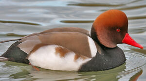 Nette rousse 
&copy; Jean-Pierre Trouillas