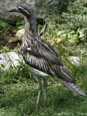Oedicn�me brid�