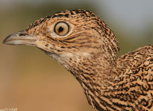 Little Bustard 
&copy; Jean-Pierre Trouillas