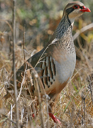 Red-legged Partridge 
&copy; Jean-Pierre Trouillas