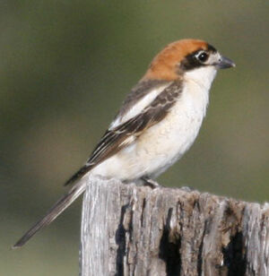 Pie-gri�che � t�te rousse 
&copy; Jean-Pierre Trouillas