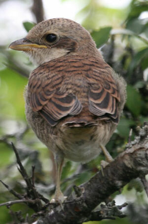 Red-backed Shrike 
&copy; Jean-Pierre Trouillas