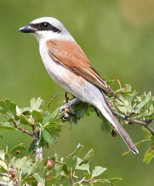 Red-backed Shrike 
&copy; Jean-Pierre Trouillas