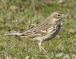 Meadow Pipit 
&copy; Jean-Pierre Trouillas