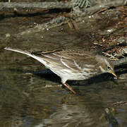 Water Pipit