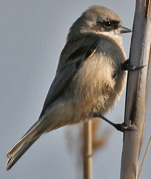 Eurasian Penduline Tit 
&copy; Jean-Pierre Trouillas