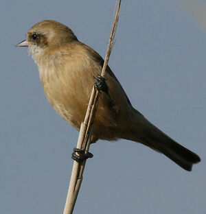 Eurasian Penduline Tit 
&copy; Jean-Pierre Trouillas