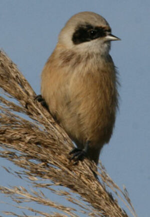 Eurasian Penduline Tit 
&copy; Jean-Pierre Trouillas