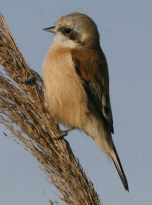 Eurasian Penduline Tit 
&copy; Jean-Pierre Trouillas