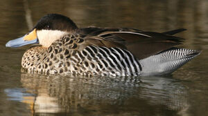 Silver Teal