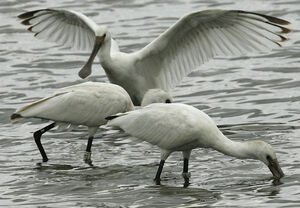 Eurasian Spoonbill 
&copy; Jean-Pierre Trouillas