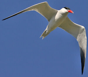 Caspian Tern 
&copy; Jean-Pierre Trouillas