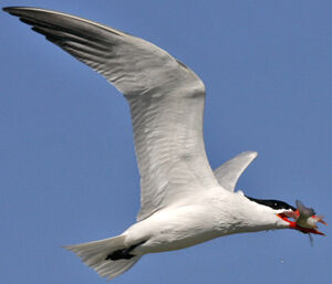 Caspian Tern 
&copy; Jean-Pierre Trouillas