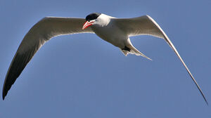Caspian Tern 
&copy; Jean-Pierre Trouillas