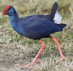 Purple Swamphen 
&copy; Jean-Pierre Trouillas
