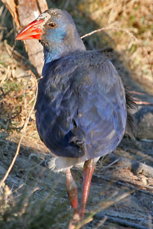 Purple Swamphen 
&copy; Jean-Pierre Trouillas