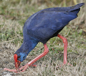 Purple Swamphen 
&copy; Jean-Pierre Trouillas