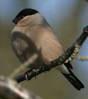 Eurasian Bullfinch 
&copy; Jean Charennat
