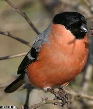 Eurasian Bullfinch 
&copy; Jean Charennat