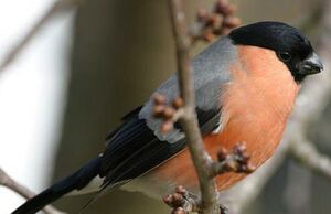 Eurasian Bullfinch 
&copy; Jean Charennat