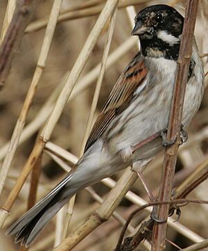 Bruant des roseaux 
&copy; Jean Charennat