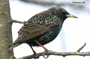 Common Starling