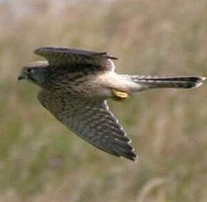 Common Kestrel 
&copy; Jean Charennat