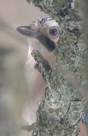 Eurasian Jay