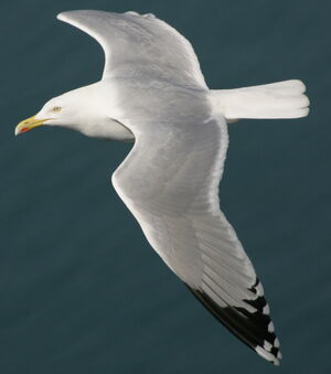 European Herring Gull 
&copy; Jean Charennat