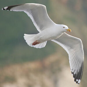 European Herring Gull 
&copy; Jean Charennat