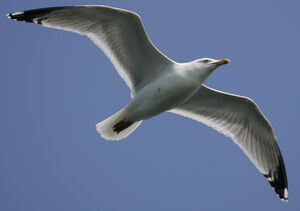European Herring Gull 
&copy; Jean Charennat
