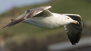 European Herring Gull 
&copy; Jean Charennat