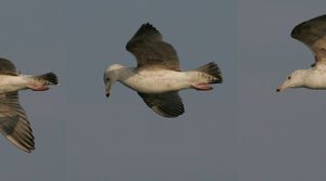 European Herring Gull 
&copy; Jean Charennat
