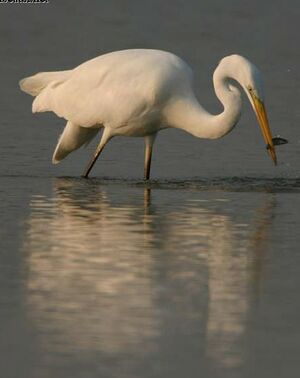 Great Egret 
&copy; Jean Charennat