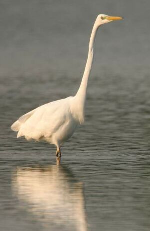 Great Egret 
&copy; Jean Charennat