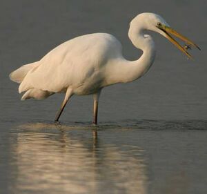 Great Egret 
&copy; Jean Charennat