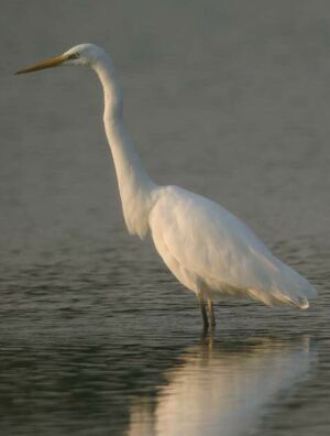 Great Egret 
&copy; Jean Charennat