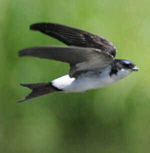 Hirondelle de fenêtre